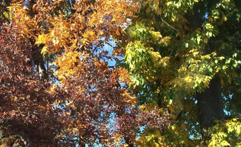 As fall rolls round, the leaves are starting to change from green to yellow, orange, and red. Photo by Kerrie DeFelice.