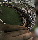 A picture of the Lombardi trophy. By English: Cpl. Michael V. Walters [Public domain], via Wikimedia Commons