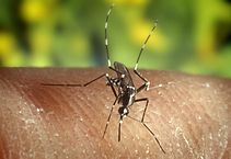 Mosquitos are the cuase of the Zika virus. Photo cedit to James Gathany via Wikimedia Commons