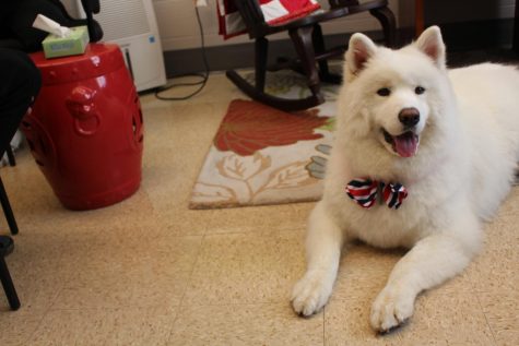 Bodhi: The Therapy Dog
