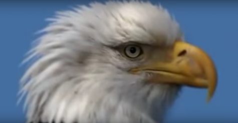 How to Thank our Veterans
