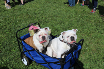 Stacie Gaults Polar Bear and Pennie relaxing in the sun. 13/10, vacation doggos for the win!