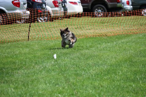 Experiencing ‘Dog Day in the Park’