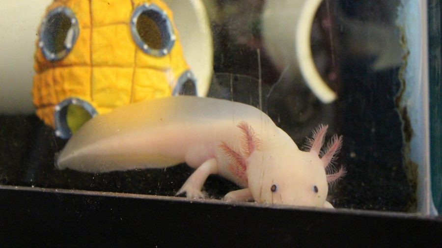 Students in Younkins room are drawn to the Axolotls in her classroom, such as this one.