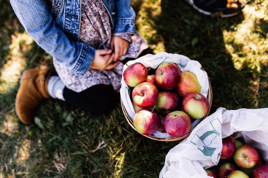 A Must-Do Fall Activity: Apple Picking