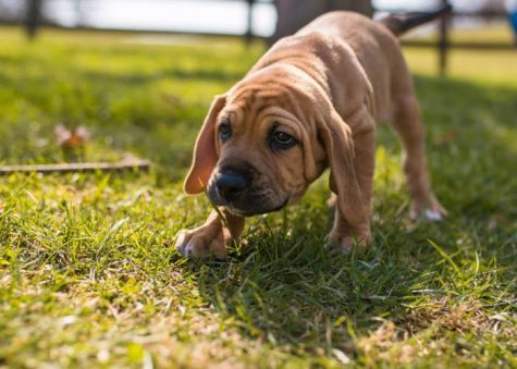 One of the puppies from the past years.
Photo by: Ian Achterberg