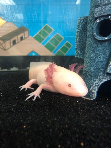 Baby Axolotls Swim Around Susky