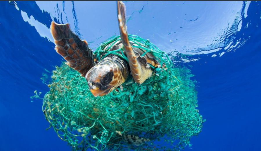 Due to the amount of plastic and waste being created, our ocean life is being severely damaged. 