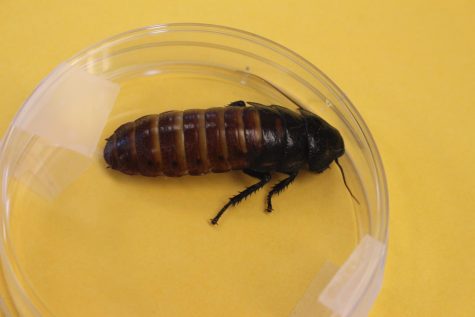 Students Bug Out in Biology