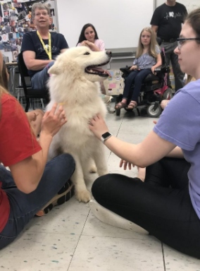 Students participate in Mental Health Fair day and relieve stress by petting therapy animals. Photograph by Kylee Galante
