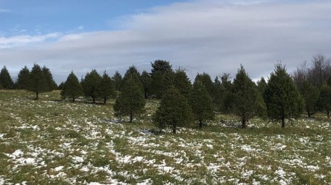 A Courier Exploration of Miller’s Meadowood Christmas Tree Farm
