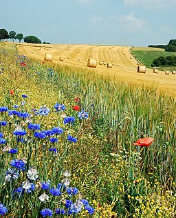 Photograph by  Luc Viatour, CC BY-SA 3.0 , via Wikimedia Commons