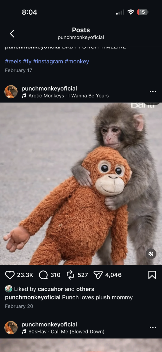 punch walking around with his stuffed orangutang, treating it like family  

photo from @punchthemonkeyofficial